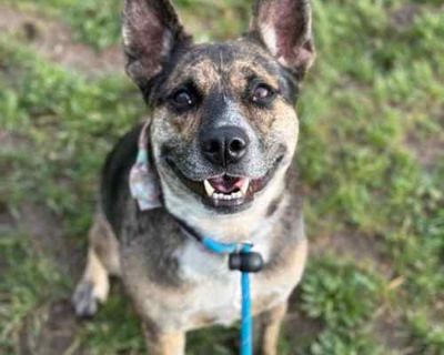 Kady (Cherri Pie) - Australian Cattle Dog/Catahoula Leopard Dog Mix Female Dog for Adoption