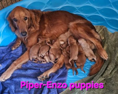 AKC Golden Retriever Puppies