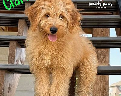 Clark - ABC Litter No Longer Accepting Applications - Goldendoodle Male Puppy for Adoption