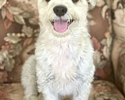 Louie - Maltese/Schnauzer (Miniature) Mix Male Dog for Adoption