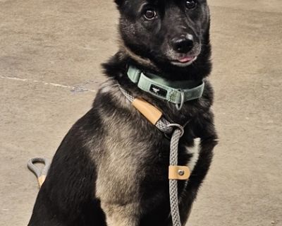 Arwen - German Shepherd Dog Mix Female Dog for Adoption