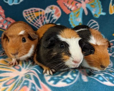 Diana & Poppet & Soy - Guinea Pig Female for Adoption