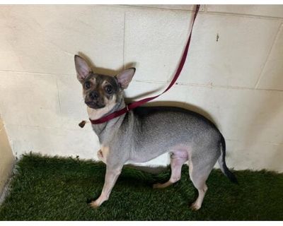 A1206538 - Chihuahua Male Dog for Adoption