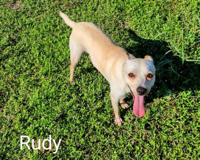 Rudy - Terrier & Chihuahua Mix Female Dog for Adoption