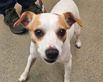 Victor - Jack Russell Terrier Male Dog for Adoption