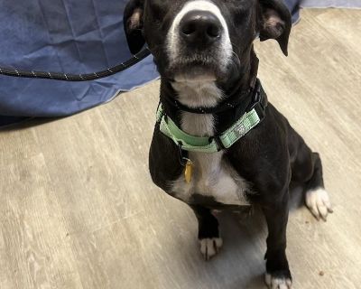 ***Nyla*** @1.5 year old female black Labrador Retriever mix 11/7/25-pending vetting, spay and foster. Do NOT submit applications yet, they will not be reviewed or processed. When you see a bio and the "NOT Accepting Applications Yet" is removed this dog is available and applications can be submitted.. Coat length Short House-trained Yes Health Vaccinations up to date, spayed / neutered.. Young...