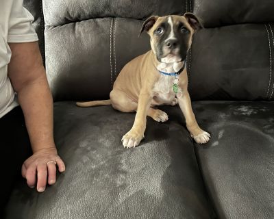 You can fill out an adoption application online on our official website.Hi there! I'm Onyx I'm a 2-month-old Rhodesian Ridgeback mix with a gentle heart and a big love for cuddles. My favorite thing is snuggling up with my foster mom after a fun day of play. She's helping me learn all sorts of new things-like how to walk on a leash and what potty training is all about. I'm still learning, so I'...