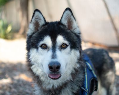 Hopper - Siberian Husky Male Dog for Adoption