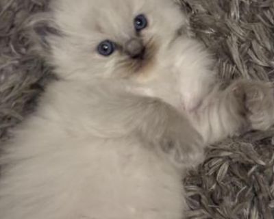 Champion. Breeding allowed. Not registered. A fully litter trained kitten and wet food. Our sweet Ragdoll kittens are fluffy, blue-eyed bundles of love with calm, affectionate personalities. Raised in a loving home, they re social, litter trained, and great with kids and pets. Please message me on, +1 (978) 770-5978