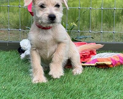 Checker - Chihuahua/Terrier (Unknown Type, Medium) Mix Male Dog for Adoption