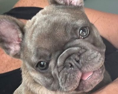 1 Female French Bulldog Puppy for Sale