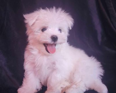 Olx philippines store dogs for sale