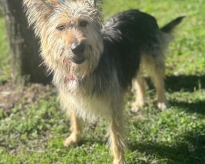 Scout - German Shepherd Dog & Schnauzer Mix Female Dog for Adoption