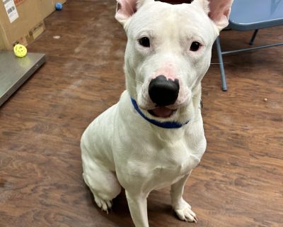 Meet Elmer, a lovable 70-lb gentle giant with a goofy side and a heart of gold! ? Elmer can be a little shy at first, but once he warms up, his sweet personality shines. He s a big fan of toys, and if you really want to win him over, offer him treats or a busy bone those are his absolute favorites! When he s feeling comfortable, Elmer gets the zoomies, and it s impossible not to smile watching ...