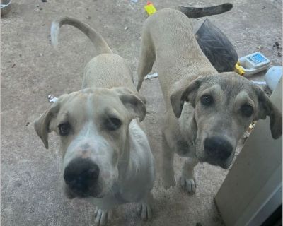 Karma is a very sweet girl, potty trained and loves playing with her brother. Also photoed. I would like for them to stay together if possible. Karma is on the right in the photo.