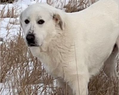 Sissy - Female Puppy Great Pyrenees for Adoption
