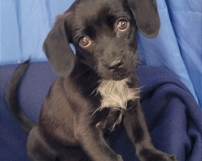 Tiffany - Dachshund Mix Female Puppy for Adoption