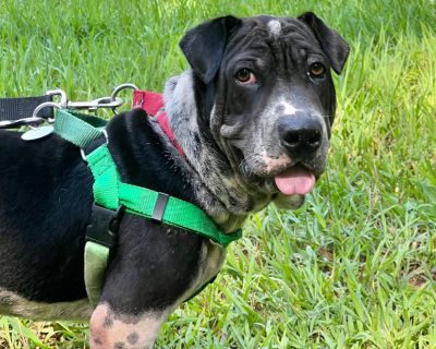 Knox - Shar-Pei & American Staffordshire Terrier Mix Male Dog for Adoption