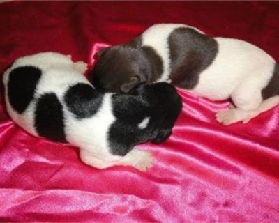 Labrador Hybrid Retriever Pointing Puppies for sale DFW