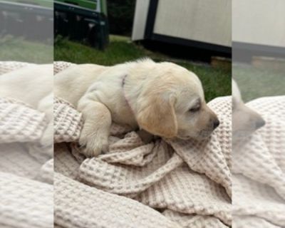 11 Weeks Old * Size at Maturity: Medium * Champion Bloodlines: Yes * Availability Date: 10/20/2025 * Shipping Area: Pick Up Only * Payment Method: Cash *. The puppy s parents, Boris and Stella, are AKC yellow Labrador retrievers. The pup has been vaccinated, dewormed, has a health check, and will come with all relevant paperwork. We are located in Dayton, VA and can deliver locally. Available f...