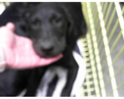 NESTLE - Labrador Retriever Male Puppy for Adoption