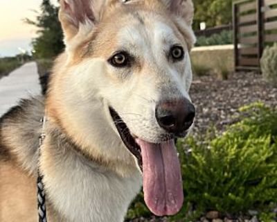 Luka - German Shepherd Dog/Siberian Husky Mix Male Dog for Adoption