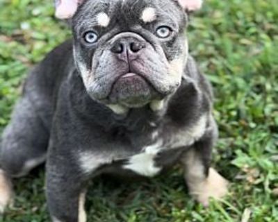 Popeye - French Bulldog Male Puppy for Adoption