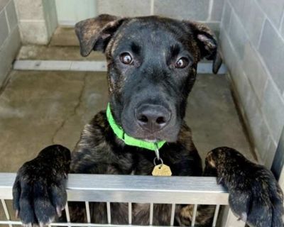 Dr. Pepper - Labrador Retriever Male Puppy for Adoption
