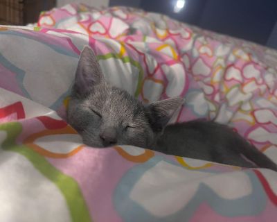 Meet Wegovy and Tom the cutest little duo you ll ever meet! ? Wegovy is a beautiful female tabby with a heart as soft as her fur. She s incredibly sweet, loves to cuddle, and will happily curl up beside you for nap time or movie nights. Tom, her best friend, is a handsome Russian Blue mix who s equally gentle and affectionate plus, he loves dogs! Though they aren t biological siblings, these tw...