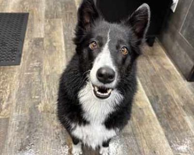 Jessie - Border Collie Female Dog for Adoption