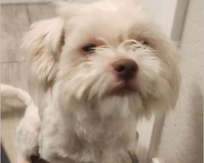 Frost is a very sweet boy in need of a new home. He loves other dogs and people. We have not introduced him to cats but his gentle friendly personality should be fine with cats too. His adoption fee includes his neuter, rabies, microchip. He is a year old. Great in the house, no accidents, loves to cuddle.