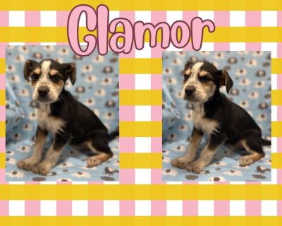 Glamor - Terrier Female Puppy for Adoption