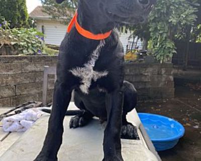 Brix (12wk PUPPY) - German Shepherd Dog/Labrador Retriever Mix Male Puppy for Adoption