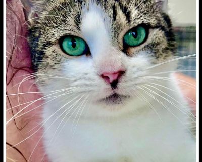 Mochi FCID# 10/31/025 - 105 Willow Grove - Domestic Short Hair Female Cat for Adoption