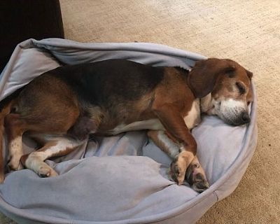 Violet - Beagle Female Dog for Adoption