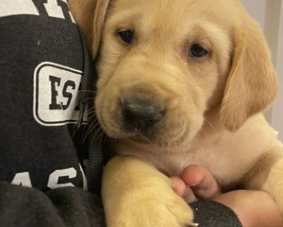 Akc lab store puppies near me