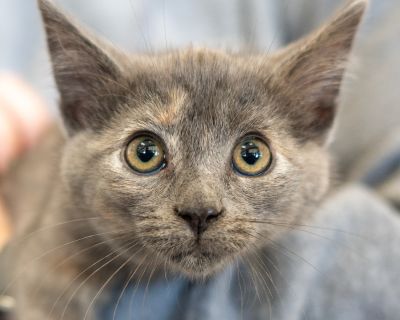 Kitten Female Small Gray / Blue / Silver