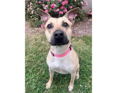 GYPSY - German Shepherd Dog/American Pit Bull Terrier Mix Female Dog for Adoption