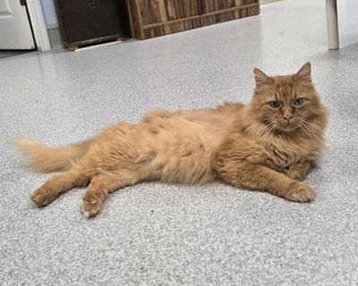 Jax - Domestic Longhair Male Cat for Adoption