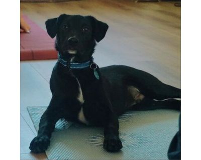 Walken - Labrador Retriever/Terrier (Unknown Type, Medium) Mix Male Puppy for Adoption