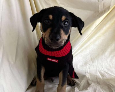 Sweet 4m old Nes from Puerto Rico. All dogs are located in NY/NJ area All our puppies need puppy play dates/doggy facetime so we recommend homes with other pups or daily interactions to keep them tired out, happy and social. Facebook: Zani's Furry Friends ZFF (weekly adoption event info posted there) Twitter: zanisff Instagram: zanisfurryfriends Dogs are spayed/neutered, UTD on age appropriate ...