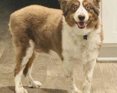 Ranger - Australian Shepherd Male Dog for Adoption