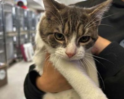 Child. Gray or blue (mostly). Hair: short. Microchipped. Adoption process Dog Adoptions: $100 Cat Adoptions $80 If already sterilized on impound (dogs & cats): $35 All adoptions include vaccinations, microchip, spay or neuter, City license and free 30 days pet insurance. Shelter location Monday, Tuesday, Thursday & Friday: 11:00 a.m. - 5:30 p.m. Saturday: 1:00 p.m. - 5:30 p.m. Closed on Wednesd...