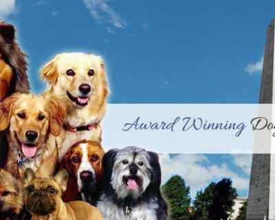 Dog Walker in Somerville, Charlestown, Boston North End to West End & Cambridge