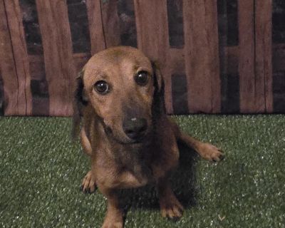 Wilson - Miniature Dachshund Mix Male Dog for Adoption