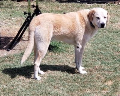 Doug - Yellow Labrador Retriever Male Dog for Adoption