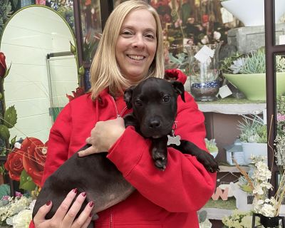 Meet Mookesh! This adorable puppy is 4 months old and ready for a loving family! Most of our puppies arrive from a partner rescue, and breed/size cannot be guaranteed when fully grown. Absolutely a sweetheart!! Puppies are entertaining, fun, and ever so playful! They will blossom with lots of love, training, and socializing. Let s find Mookesh the perfect home today! No appointment is necessary...