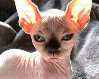 Canadian Sphynx