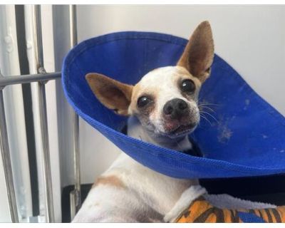 CHEERIO - Chihuahua Male Dog for Adoption