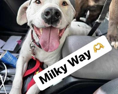 Adult. White - with black. Microchipped. Milky Way is a 2.5 year old female Pit Bull mix who weighs around 60 lbs. She has been in rescue for over a year now and would really love to find a home. Milky Way was captured after surviving on her own for quite a while and was absolutely petrified of humans. She's still slow to warm up, but once she realizes you're safe, she greets you with pure joy ...